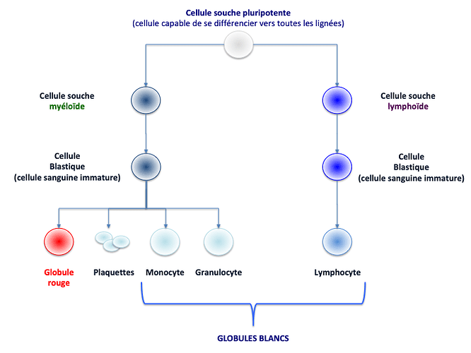 lmca1_schema1_20190419
