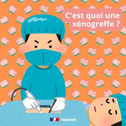 inserm-cestquoi-xenogreffe