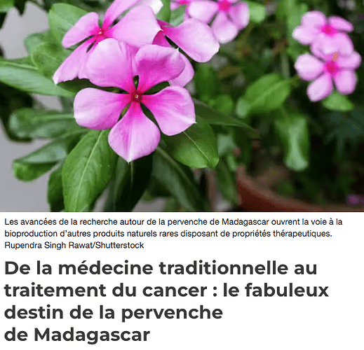 Pervenche de Madagascar