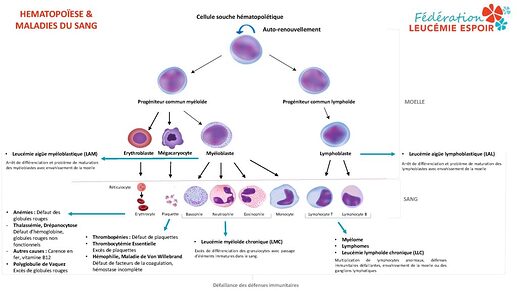 Schéma-simplifié-hématopoïèse-maladies-du-sang