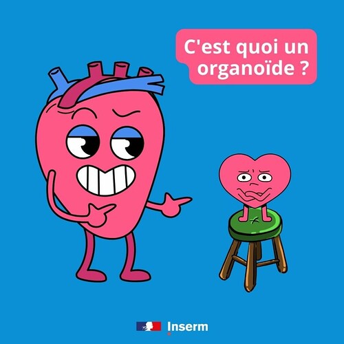 inserm-cestquoi-organoide