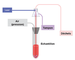 Cytométrie en flux