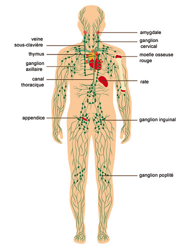 470005186-systeme-lymphatique