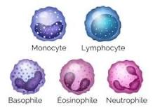 Agranulocytose : Définition, symptômes, diagnostic et traitements