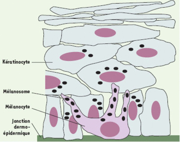 medsci2002182p205-fig1