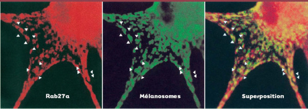 medsci2002182p205-fig3