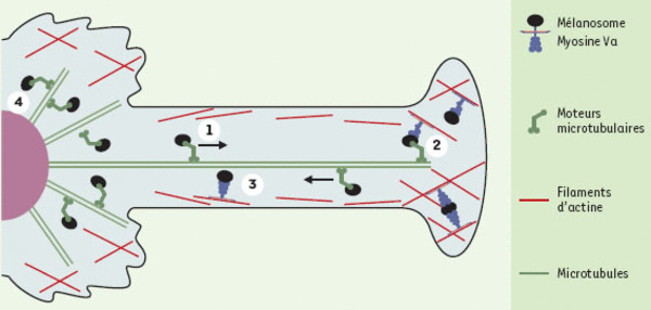 medsci2002182p205-fig2