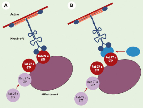 medsci2002182p205-fig4